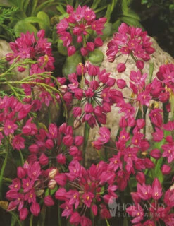 Menu Tickled Pink Collection -Holland Bulb Farms 18853