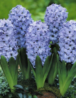 Menu Small Space Red, White And Blue Kit -Holland Bulb Farms 18913E