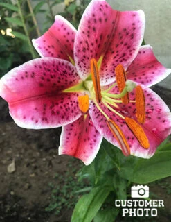 Menu Bulk Stargazer Lilies (100 Bulbs) -Holland Bulb Farms 2018 07 16 stargazer lily maria