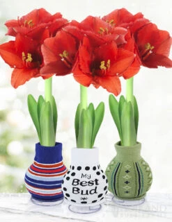 Menu Warm Wishes Sweater Amaryllis Collection