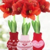 Menu Love Is In The Air Sweater Amaryllis Collection -Holland Bulb Farms 370 480 full grown logo