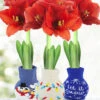 Menu Tis The Season Sweater Amaryllis Collection -Holland Bulb Farms 370 480 full grown logo 2