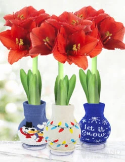 Menu Tis The Season Sweater Amaryllis Collection