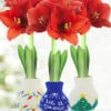Menu Deck The Halls Sweater Amaryllis Collection -Holland Bulb Farms 370 480 full grown logo 3