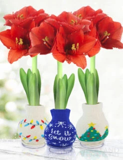 Menu Deck The Halls Sweater Amaryllis Collection