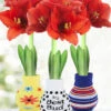 Menu Just For Fun Sweater Amaryllis Collection -Holland Bulb Farms 370 480 full grown logo 4