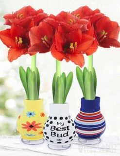 Menu Just For Fun Sweater Amaryllis Collection