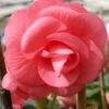 Menu Pink Double Begonia -Holland Bulb Farms 71101 pink double begonia 1