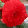 Menu Red Double Begonia -Holland Bulb Farms 71102 red double begonia