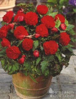 Menu Double Begonia Collection -Holland Bulb Farms 71102 red double begonia 3 1