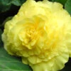 Menu Yellow Double Begonia -Holland Bulb Farms 71103 yellow double begonia 1