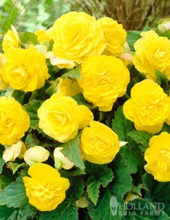 Menu Golden Glory Shade Garden Collection -Holland Bulb Farms 71103 yellow double begonia 4