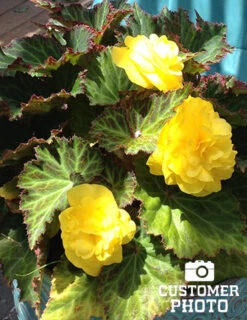 Menu Yellow Double Begonia -Holland Bulb Farms 71103 yellow double begonia 5 1