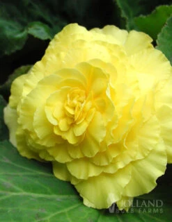 Menu Double Begonia Collection -Holland Bulb Farms 71103 yellow double begonia 6