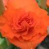 Menu Orange Double Begonia -Holland Bulb Farms 71104 orange double begonia