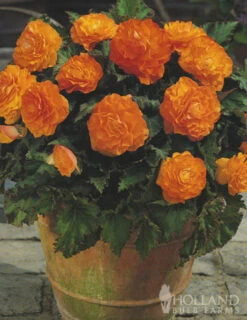 Menu Dreamy Creamy Orange Begonias Collection -Holland Bulb Farms 71104 orange double begonia 3 1