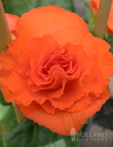 Menu Orange Double Begonia 3 Menu Orange Double Begonia