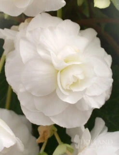 Menu Moonlight Garden Of Summer Blooms -Holland Bulb Farms 71105 white double begonia 6