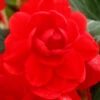 Menu Scarlet Double Begonia -Holland Bulb Farms 71106 scarlet double begonia