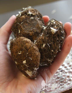 Menu Border Of Blooms For Shade Collection 27 Menu Border Of Blooms For Shade Collection -Holland Bulb Farms 71106 scarlet double begonia 2 3