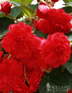 Menu Blazing Scarlet Shade Planter Collection -Holland Bulb Farms 71106 scarlet double begonia 3 1