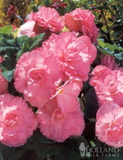 Menu Ruffled Begonia Collection 20 Menu Ruffled Begonia Collection -Holland Bulb Farms 71107 ruffled pink begonia 2 4
