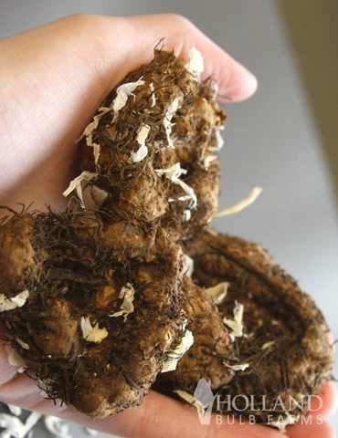 Menu Ruffled Begonia Collection 9 Menu Ruffled Begonia Collection - Image 7