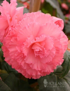 Menu Fancy Frills Pink Shade Patio Collection -Holland Bulb Farms 71107 ruffled pink begonia 4