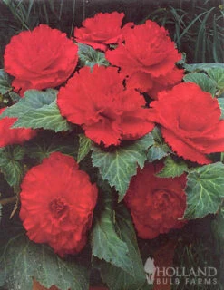 Menu Ruffled Begonia Collection 23 Menu Ruffled Begonia Collection -Holland Bulb Farms 71108 ruffled red begonia 2 1