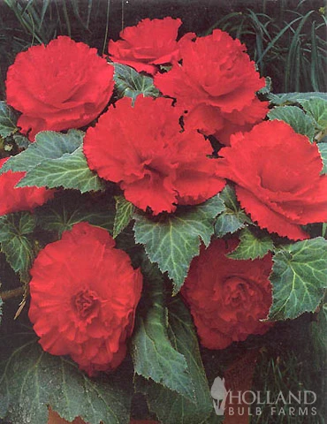 Menu Ruffled Begonia Collection 11 Menu Ruffled Begonia Collection - Image 9