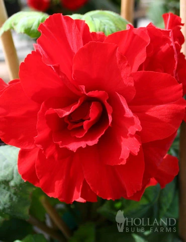 Menu Ruffled Red Begonia 3 Menu Ruffled Red Begonia