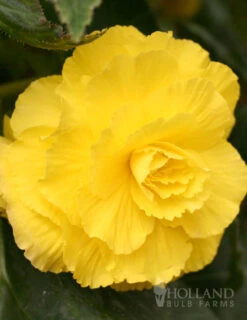 Menu Ruffled Begonia Collection 25 Menu Ruffled Begonia Collection -Holland Bulb Farms 71110 ruffled yellow begonia 1