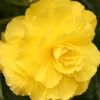 Menu Ruffled Yellow Begonia -Holland Bulb Farms 71110 ruffled yellow begonia