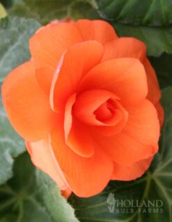 Menu Bridgets Apricot Shade Trio 23 Menu Bridgets Apricot Shade Trio -Holland Bulb Farms 71111 apricot roseform begonia 2
