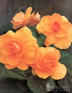 Menu Apricot Roseform Begonia -Holland Bulb Farms 71111 apricot roseform begonia 3 2