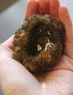 Menu Dreamy Creamy Orange Begonias Collection -Holland Bulb Farms 71111 apricot roseform begonia 4 1