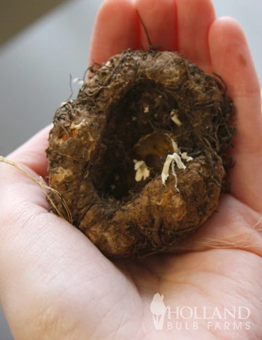 Menu Bridgets Apricot Shade Trio 11 Menu Bridgets Apricot Shade Trio - Image 9