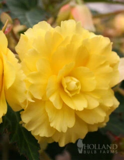 Menu Yellow Hanging Basket Begonias