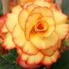 Menu Apricot & Scarlet Sunburst Picotee Begonia -Holland Bulb Farms 71119 apricot and scarlet sunburst picotee begonia 1
