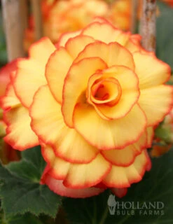 Menu Bridgets Apricot Shade Trio 27 Menu Bridgets Apricot Shade Trio -Holland Bulb Farms 71119 apricot and scarlet sunburst picotee begonia