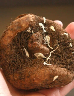 Menu Apricot & Scarlet Sunburst Picotee Begonia -Holland Bulb Farms 71119 apricot and scarlet sunburst picotee begonia 3 1