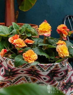 Menu Bridgets Apricot Shade Trio 28 Menu Bridgets Apricot Shade Trio -Holland Bulb Farms 71119 apricot scarlet picotee begonia 2