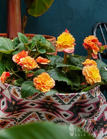 Menu Bridgets Apricot Shade Trio 13 Menu Bridgets Apricot Shade Trio - Image 11