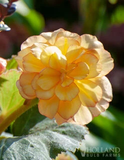Menu Picotee Begonia Collection -Holland Bulb Farms 71119 apricot scarlet picotee begonia 4