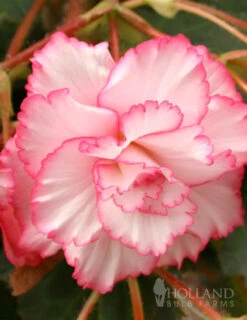 Menu Fancy Frills Pink Shade Patio Collection -Holland Bulb Farms 71120 white and red picotee begonia 1