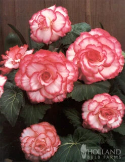 Menu Shady Container Garden Collection -Holland Bulb Farms 71120 white and red picotee begonia 3 3