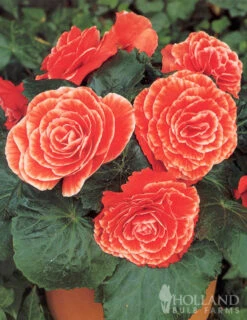 Menu Picotee Begonia Collection -Holland Bulb Farms 71121 salmon lace picotee begonia 2