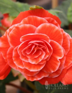Menu Picotee Begonia Collection -Holland Bulb Farms 71121 salmon lace picotee begonia