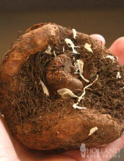 Menu Salmon Lace Picotee Begonia -Holland Bulb Farms 71121 salmon lace picotee begonia 3