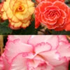 Menu Picotee Begonia Collection -Holland Bulb Farms 71123 picotee begonia